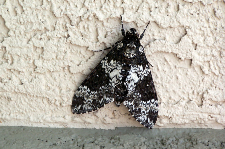 Black and white moth